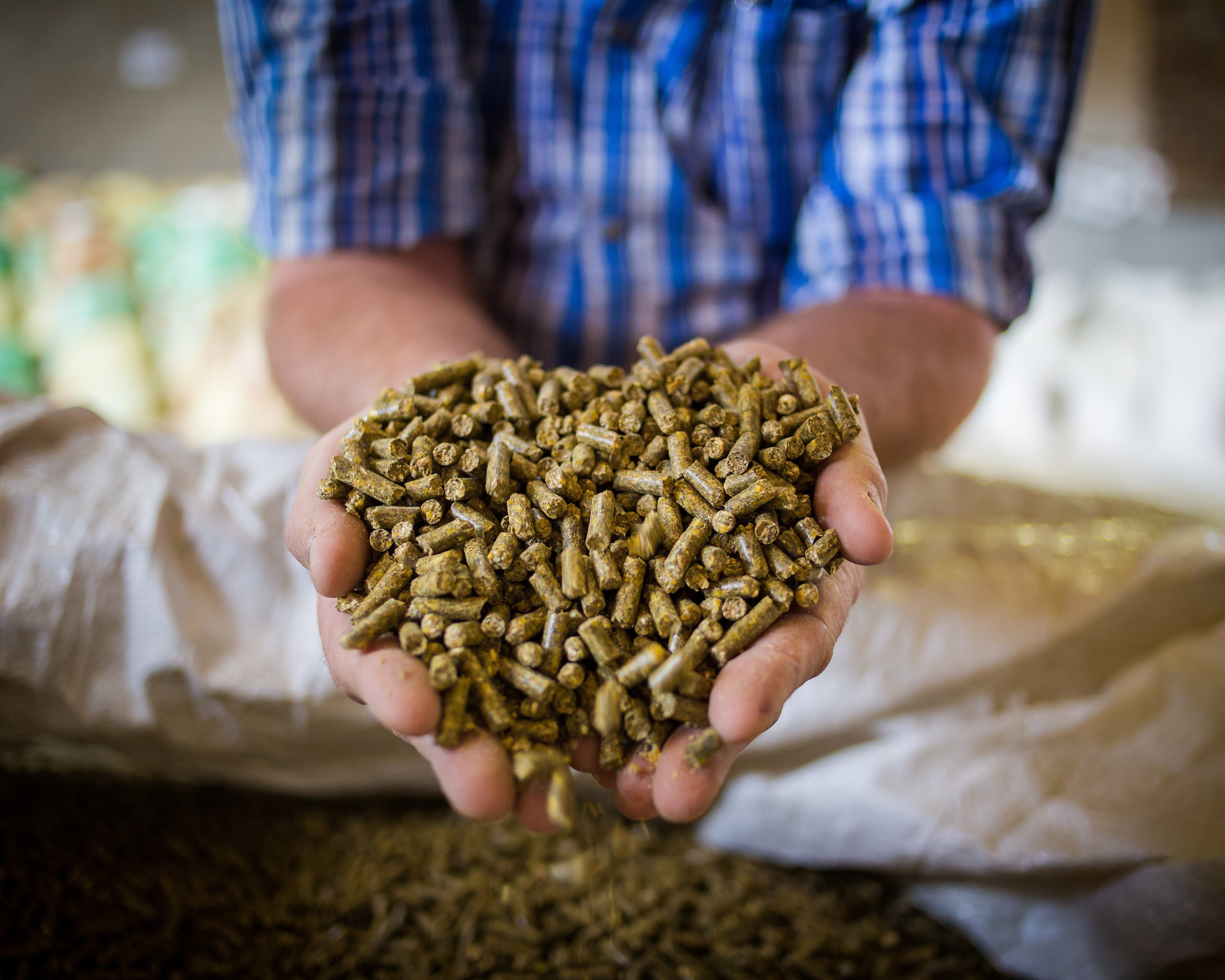 Animal Feed Adobe Stock rectangle